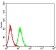 UL37 Primary Antibody MP31089 [M8A2A7]
