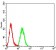 UL37 Primary Antibody MP31090 [M6E7C9]