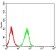 ESRRA Primary Antibody MP31091 [M6F1E6]