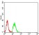 ESRRA Primary Antibody MP31092 [M1A6E11]