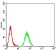 CPV-NS1 Primary Antibody MP31093 [M2B5B7]