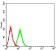 SOD2 Primary Antibody MP31095 [M8H3F9]