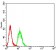 KDM3A Primary Antibody MP31096 [M3G10C2]