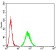 KDM3A Primary Antibody MP31097 [M2D6H3]