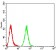MIB1 Primary Antibody MP31100 [M6A9C9]