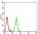 MIB1 Primary Antibody MP31101 [M2A7B1]