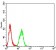 SYK Primary Antibody MP31102 [M2G11E6]
