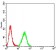 MUC5AC Primary Antibody MP31104 [M7E9D8]