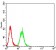 MUC5AC Primary Antibody MP31105 [M8H8G6]