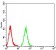 IDH1 Primary Antibody MP31106 [M4A4A8]