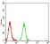 IDH1 Primary Antibody MP31107 [M7G8A1]