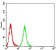 C1QA Primary Antibody MP31108 [M8B5B1]