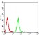 C1QA Primary Antibody MP31109 [M1C7G3]