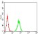 IL1R1 Primary Antibody MP31110 [M4D2D12]