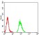 VP2 Primary Antibody MP31111 [M4E5A4]