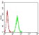 ALK Primary Antibody MP31112 [M8E8D3]