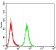 ALK Primary Antibody MP31112 [M8E8D3]