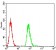 HLA-DRA Primary Antibody MP31113 [M1C11A5]