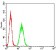HLA-B Primary Antibody MP31115 [M2A11G7]