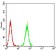 NR1I2 Primary Antibody MP31117 [M6H11D8]