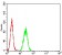 CPV-VP2 Primary Antibody MP31118 [M2G10A3]