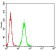 RALB Primary Antibody MP31120 [M7F8B4]