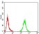 PLCG1 Primary Antibody MP31122 [M2F3D11]