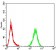 PLCG1 Primary Antibody MP31123 [M2F3E10]