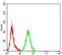 MMP2 Primary Antibody MP31126 [M2B11E6]