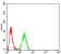 DOC2 Primary Antibody MP31127  [M2H7C4]