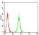 P2RX7 Primary Antibody MP31128 [M7G1D6]