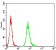 ANAPC11 Primary Antibody MP31129 [M6F1H6]