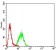 MITF Primary Antibody MP31132 [M3A2E2]