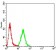 KRT10 Primary Antibody MP31133 [M3C2F5]