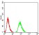 ADRB2 Primary Antibody MP31135 [M5G3B5]