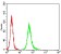 ADRB2 Primary Antibody MP31136 [M4A6C9]