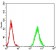 CCND1 Primary Antibody MP31137 [M3B6G3]