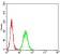 THBS1 Primary Antibody MP31138 [M5E2E2]