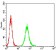 ANAPC10 Primary Antibody MP31140 [M8F1D10]