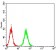 NS1 Primary Antibody MP31141 [M8E6E10]