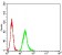 NS1 Primary Antibody MP31141 [M8E6E10]