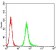 NS1 Primary Antibody MP31142 [M8E6H12]