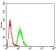 ACVR1 Primary Antibody MP31144 [M2C1E8]