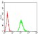NEFM Primary Antibody MP31145 [M1B6B12]