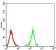 NEFM Primary Antibody MP31145 [M1B6B12]