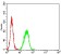 SAG2 Primary Antibody MP31146 [M1D12B8]