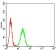 BRD2 Primary Antibody MP31153 [M7C1B10]