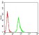 ESR1 Primary Antibody MP31154 [M6A6E8]