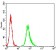 ESR1 Primary Antibody MP31155 [M6A6F3]