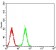 CDC37 Primary Antibody MP31158  [M6B3B7]